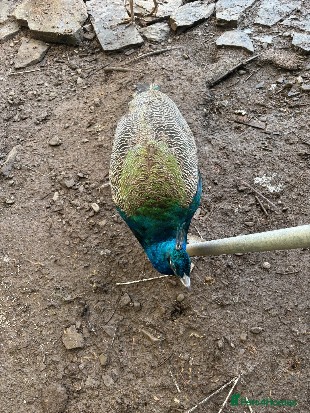 Peafowl poultry for sale: Male Indian Blue Peacock - Advert 2