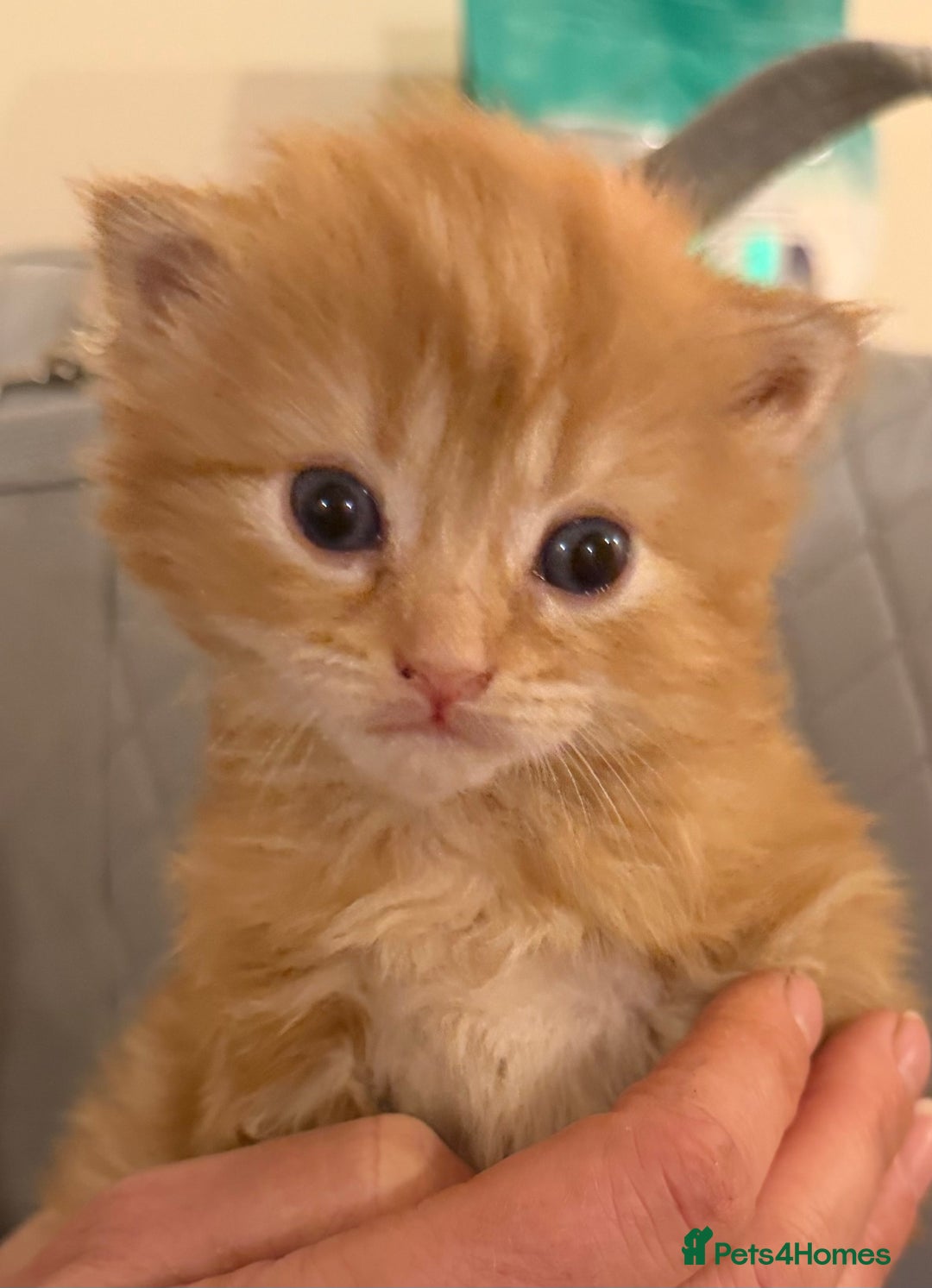 Mixed Breed cats for sale: Ginger male kitten - Advert 3