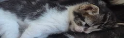 Mixed Breed cats for sale: Amazing family kittens - Advert 23