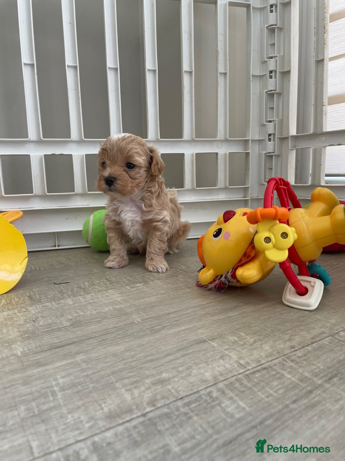 Maltipoo dogs BEAUTIFUL MALTIPOO F-1 BOY - Advert 1