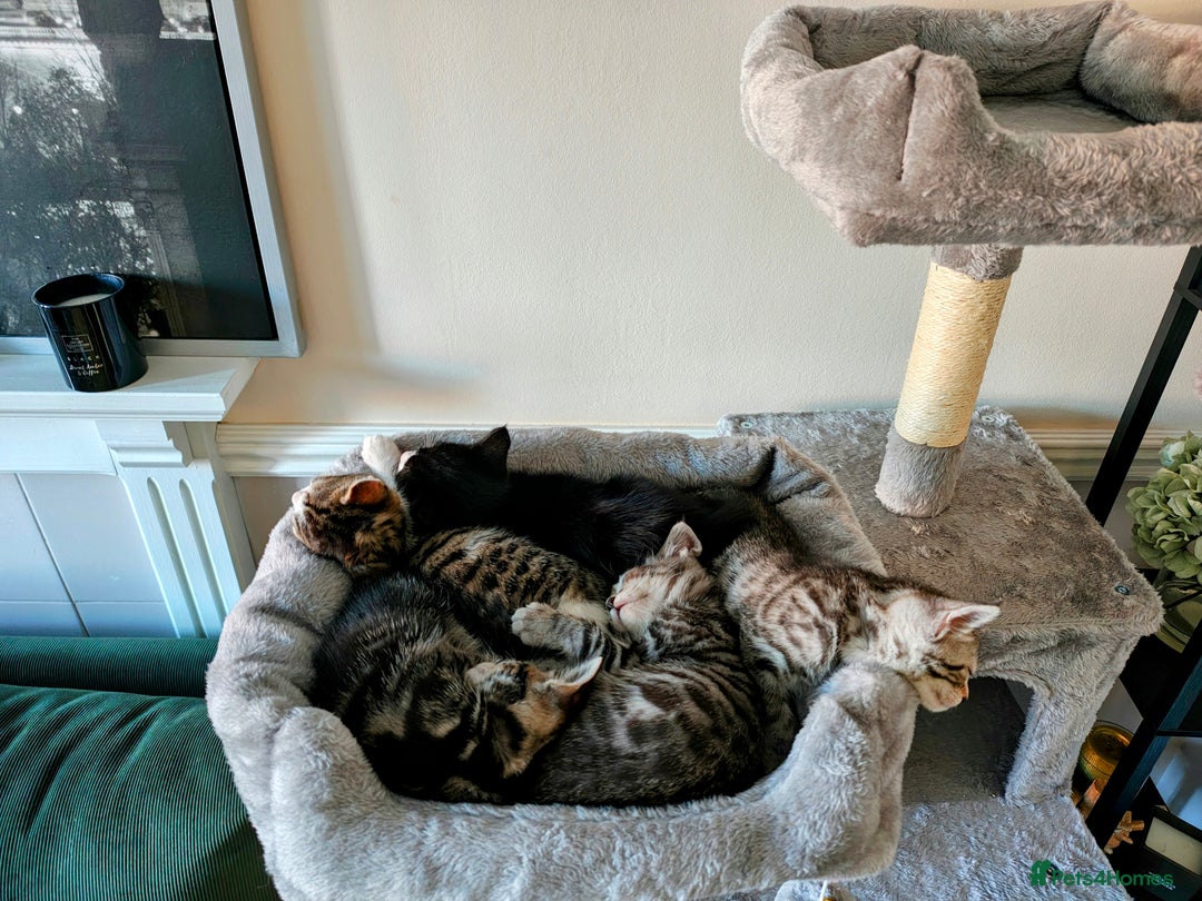 Mixed Breed cats for sale: Bengal Marble & British Shorthair  - Advert 15