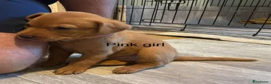 Labrador Retriever 4