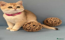 British Shorthair cats for sale: 🫶GCCF - NY12 Golden British Shorthair kittens 🫶 - Image 19