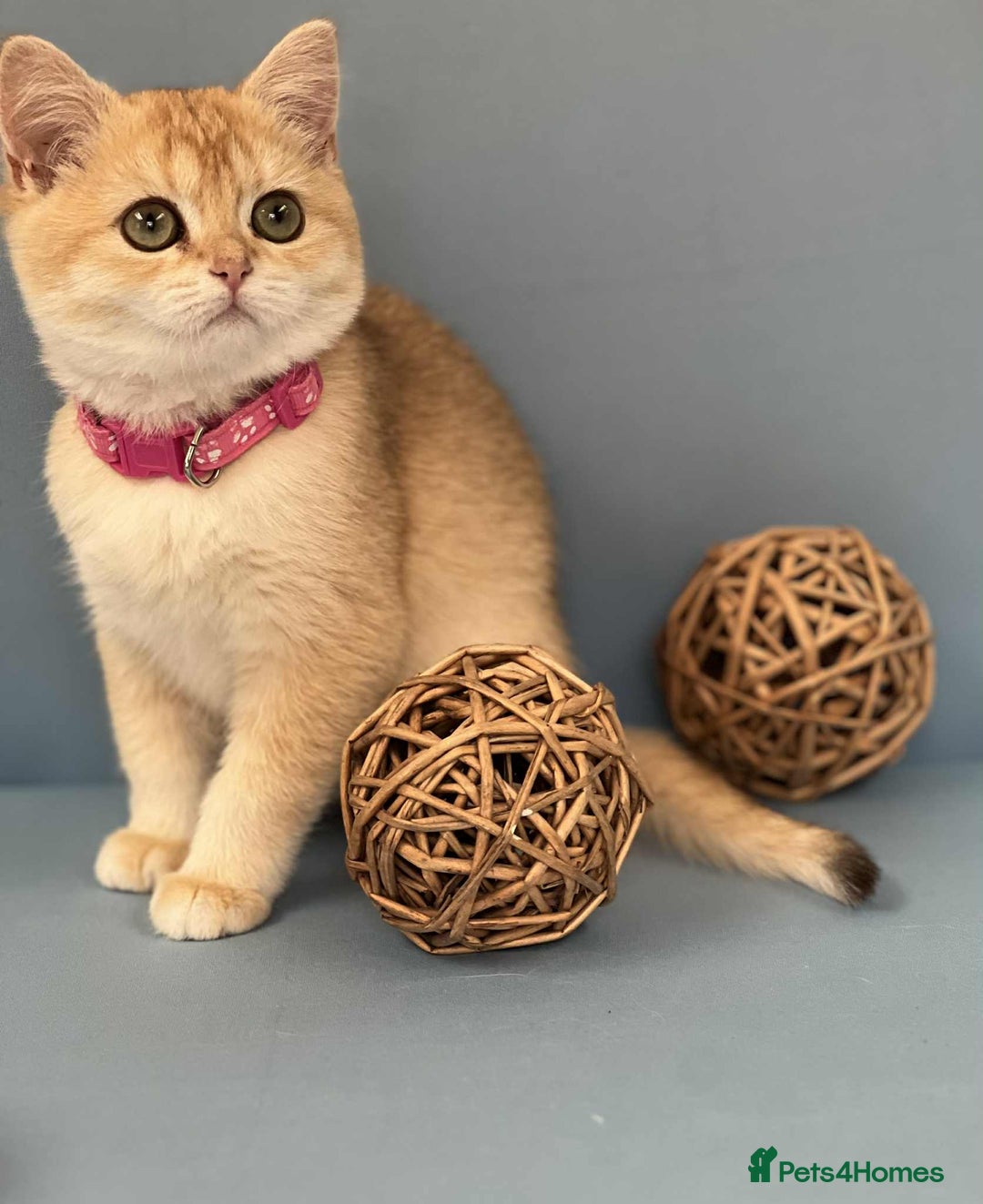 British Shorthair cats for sale: 🫶GCCF - NY12 Golden British Shorthair kittens 🫶 - Image 19