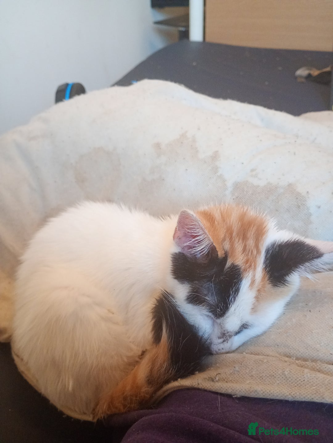Mixed Breed cats for sale: Friendly kitten for sale to go to a loving home. - Image 4