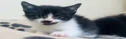 Mixed Breed cats for sale: Super friendly kittens used to dogs and children  - Advert 6