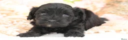 Cavapoo dogs for sale: Health Tested Cavapoos by Licensed Breeder - Advert 16