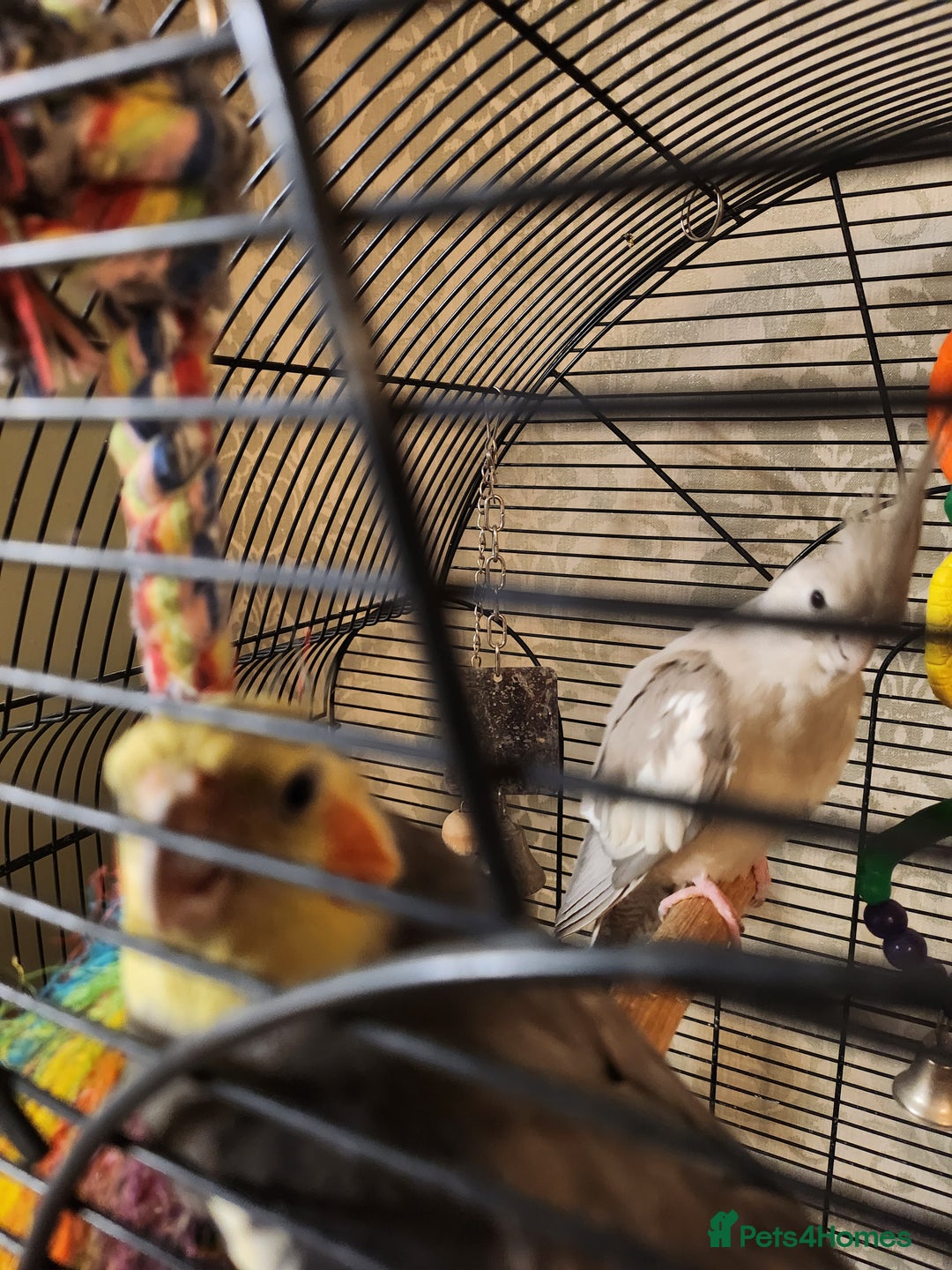 Cockatiels birds for sale: Breeding pair of cockatiels  - Advert 1