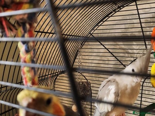 Cockatiels birds Breeding pair of cockatiels - Advert 1