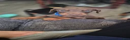 Dobermann dogs for sale: Dobermans Ready to Go. - Advert 27