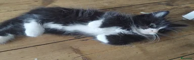 Mixed Breed Kitten 1