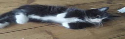 Mixed Breed cats for sale:  kittens 😸  - Advert 23