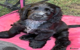 Cocker Spaniel dogs for sale: Show type Cocker Spaniels, ready to leave - Image 2