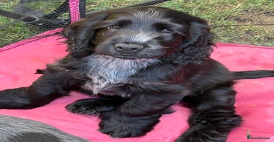 Cocker Spaniel dogs - Advert 2