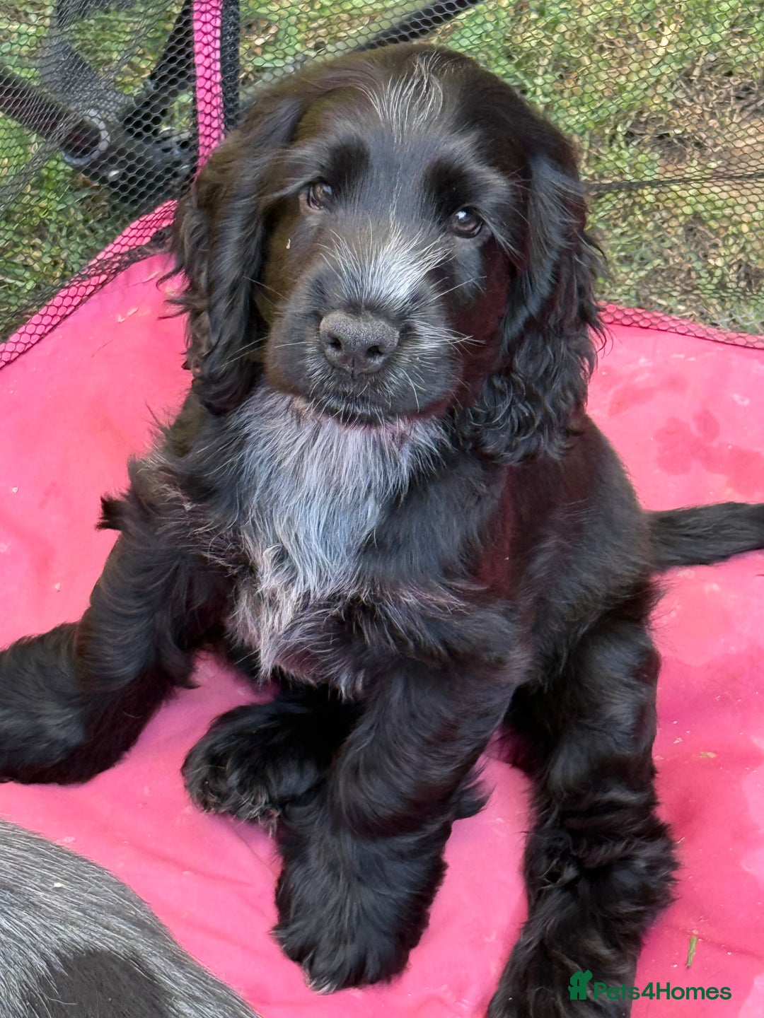 Cocker Spaniel dogs for sale: Show type Cocker Spaniels, ready to leave - Image 2