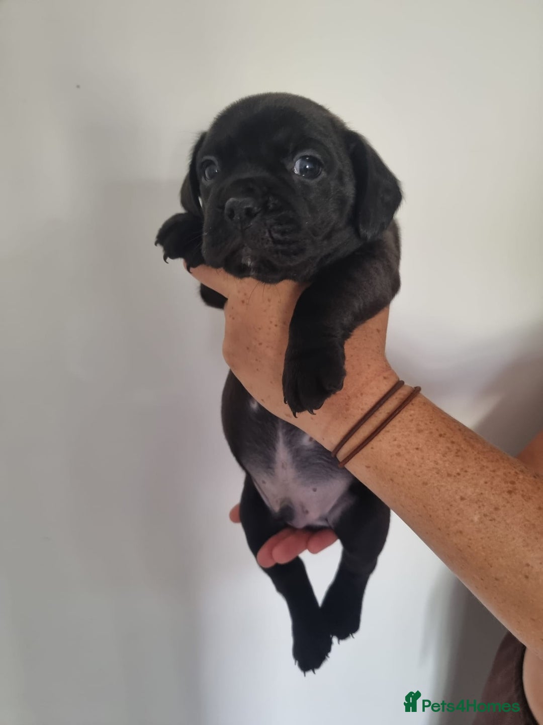 Mixed Breed dogs for sale: Frenchbulldog cross spaniel (frocker) 🐾 - Image 4
