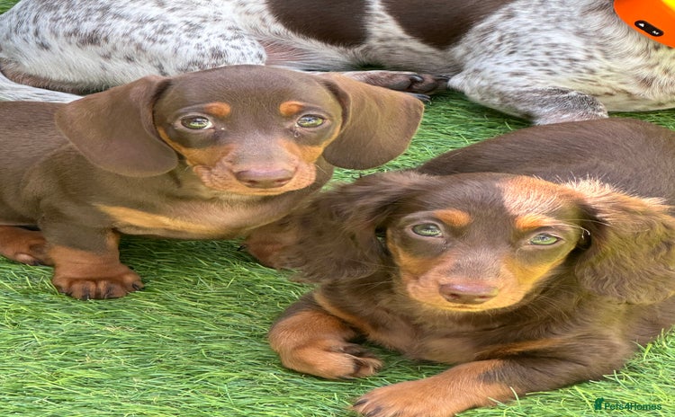 Miniature Dachshund dogs - Advert 3