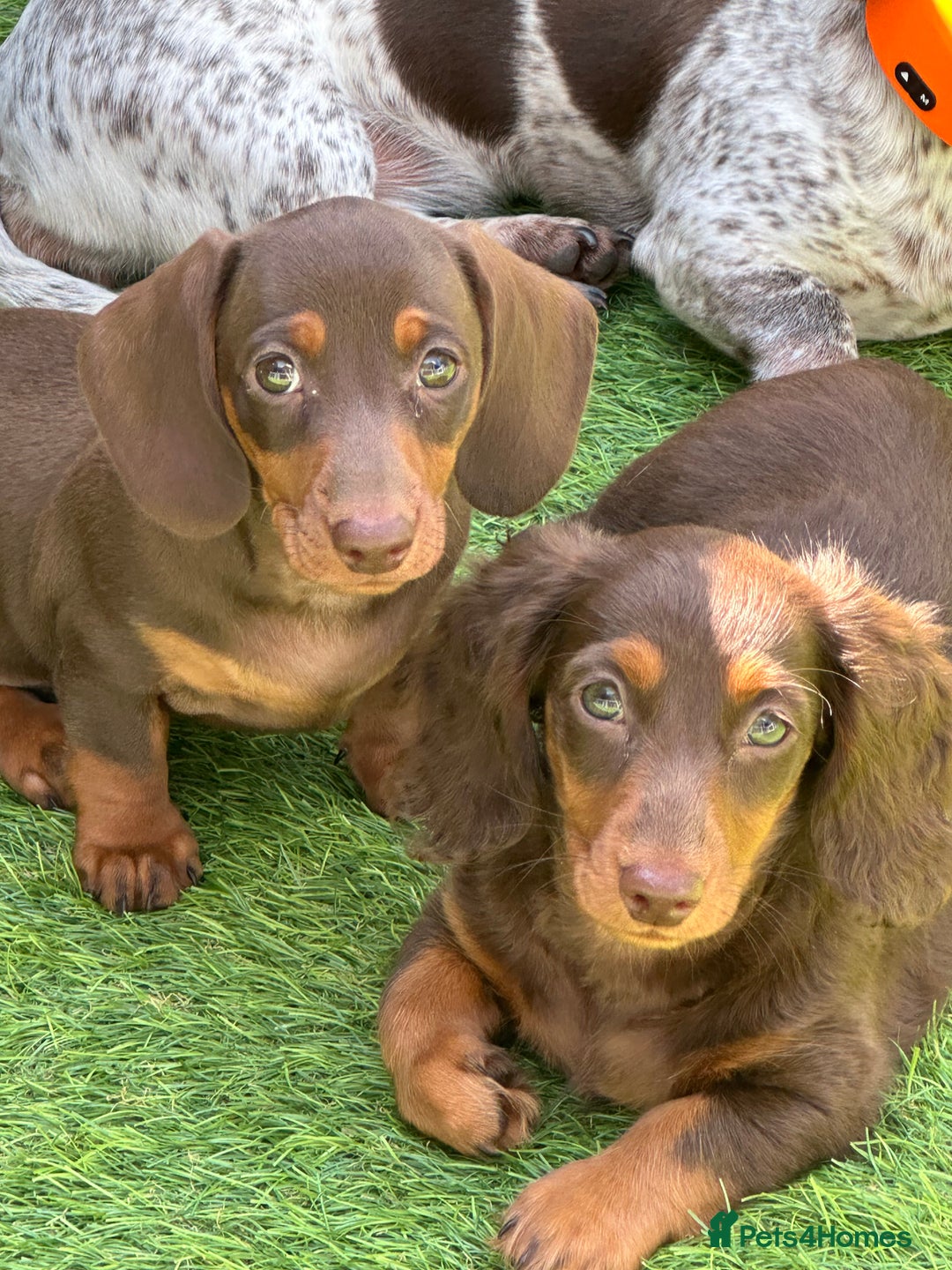 Miniature Dachshund dogs for sale: Ready now KC reg long and short coated PRA clear  - Image 1