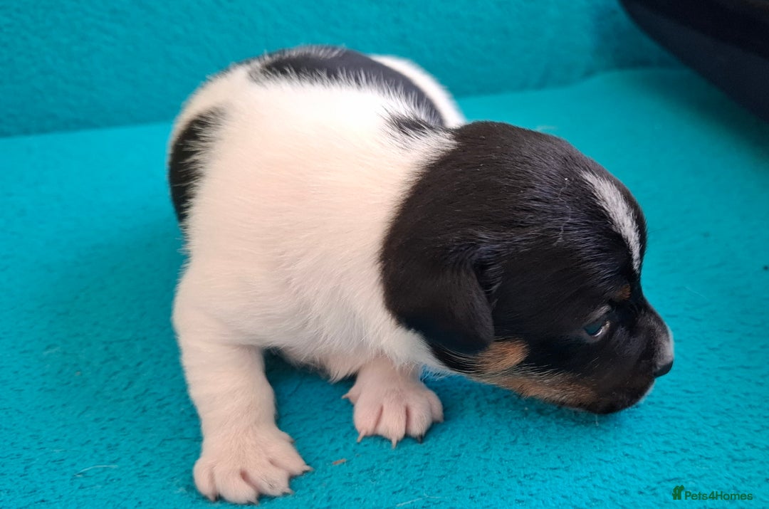 Jack Russell dogs for sale: Quality pure bred  Jack Russel babies  - Advert 26