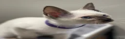Siamese cats for sale: GCCF Registered Traditional Siamese Kittens.  - Advert 29