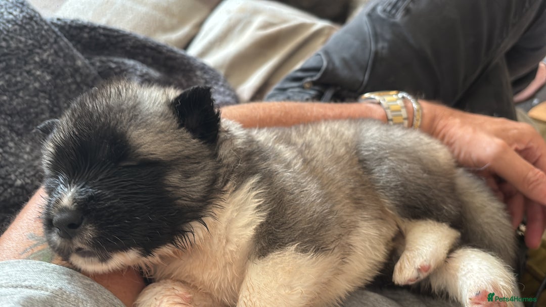 Akita dogs for sale:  ⭐ READY NOW adorable chunky A/AKITAS - Image 18