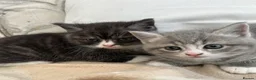 Mixed Breed cats for sale: Exotic cross  - Advert 3