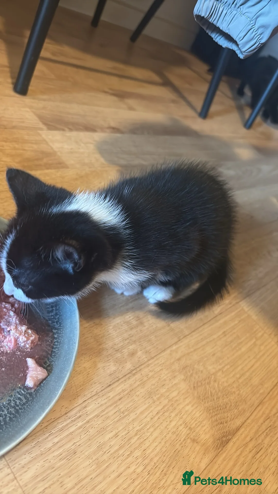British Shorthair cats for sale: Ginger and black and white males - Advert 8