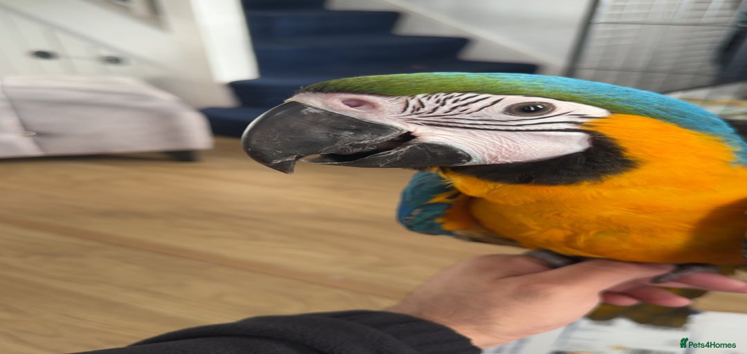 Gallery Image {{count}}