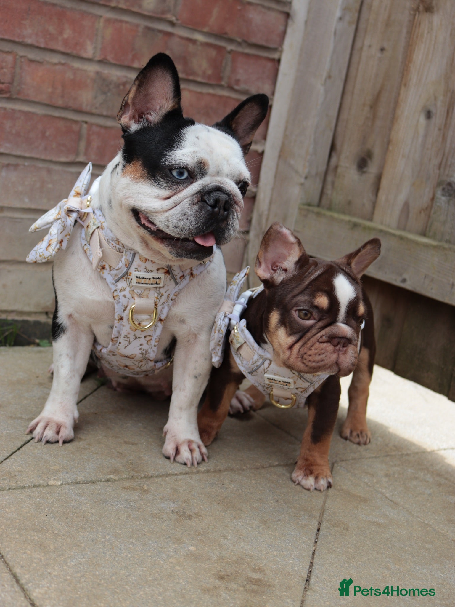 French Bulldog dogs Chick🤍 - Advert 1