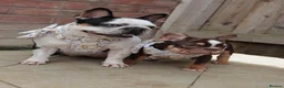 French Bulldog dogs for sale: Chick🤍 - Advert 1