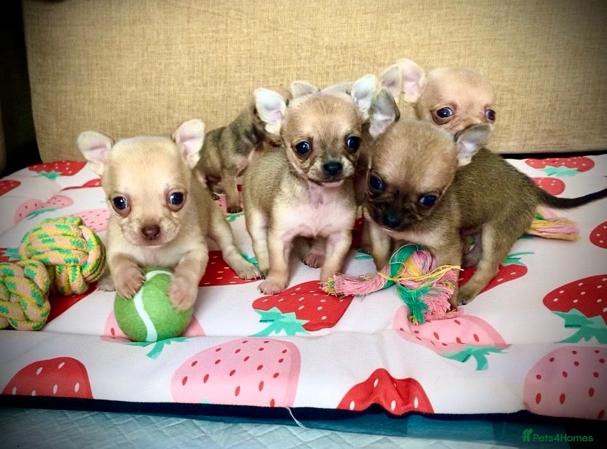 Chihuahua dogs Family pups ready may 24th  - Advert 1