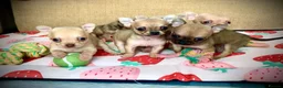 Chihuahua dogs for sale: Family pups ready may 24th  in Godstone - Advert 1
