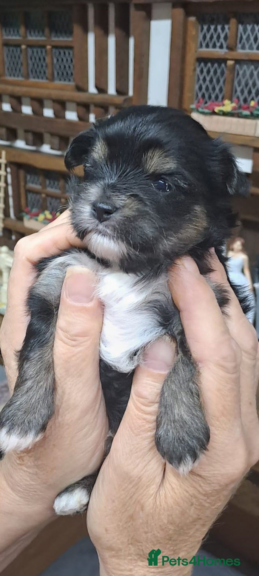 Yorkshire Terrier dogs for sale: Biewers yorkshire terriers  - Image 11