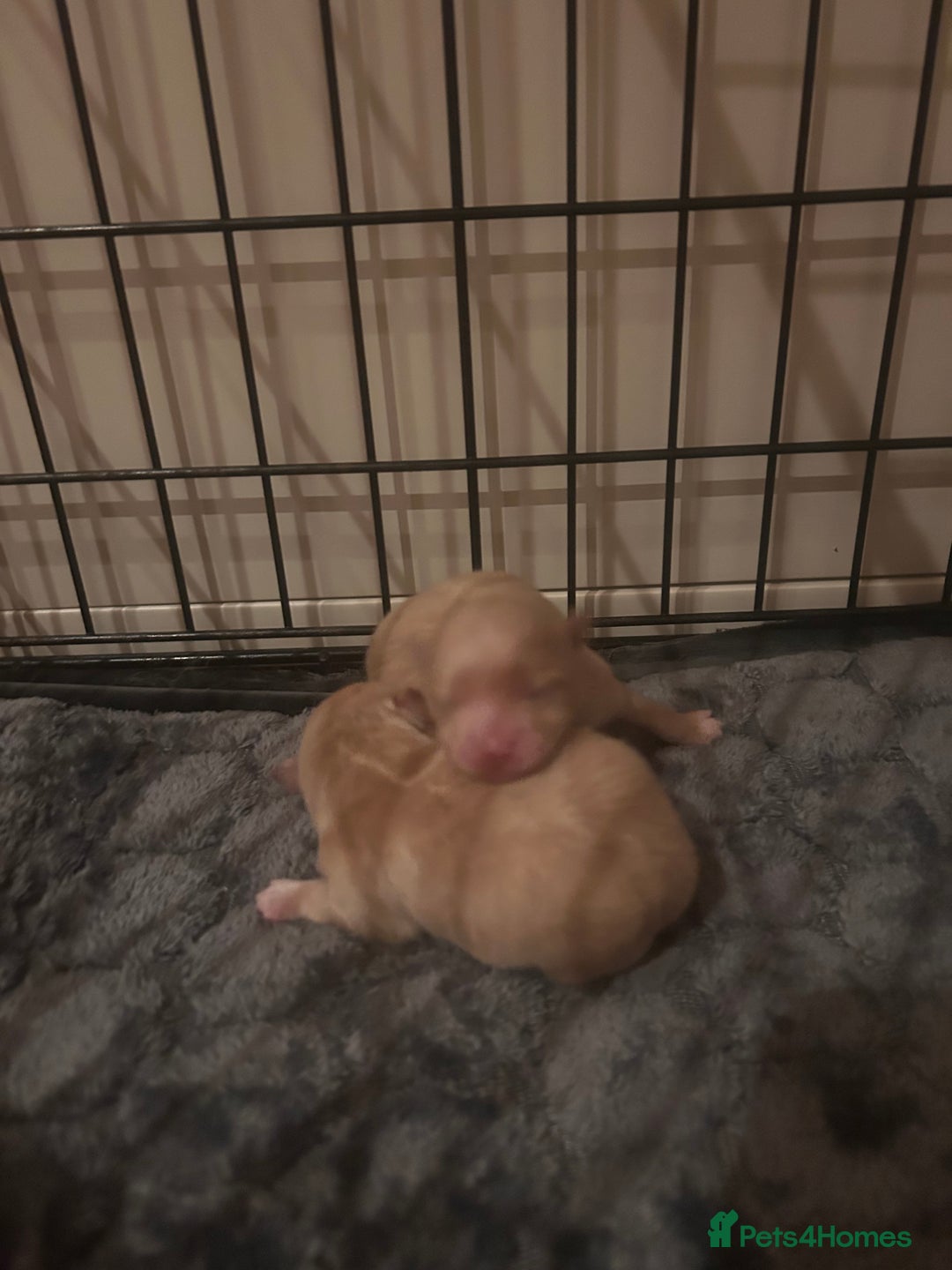 Pomeranian dogs for sale: Pomeranian puppy  - Advert 3