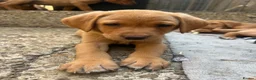 Labrador Retriever dogs for sale: Lab puppies - Advert 4