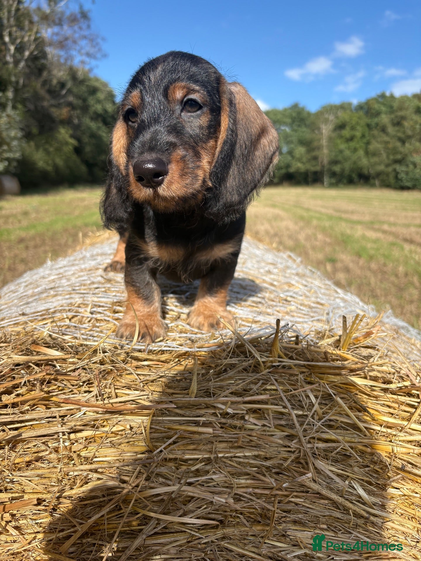 Dachshund dogs ✨2 boys. Health tested KC standard dachshunds✨  - Advert 2