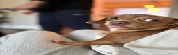 Chiweenie dogs for adoption: Chiweenie looking for perfect forever home  - Advert 2