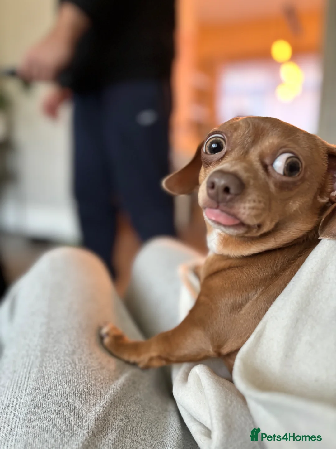 Chiweenie dogs for adoption: Chiweenie looking for perfect forever home  - Advert 2