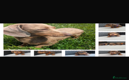 Miniature Dachshund dogs for sale: 🐾 Miniature Dachshunds – 3 Chocolate&Tan Girls🐾 - Image 9