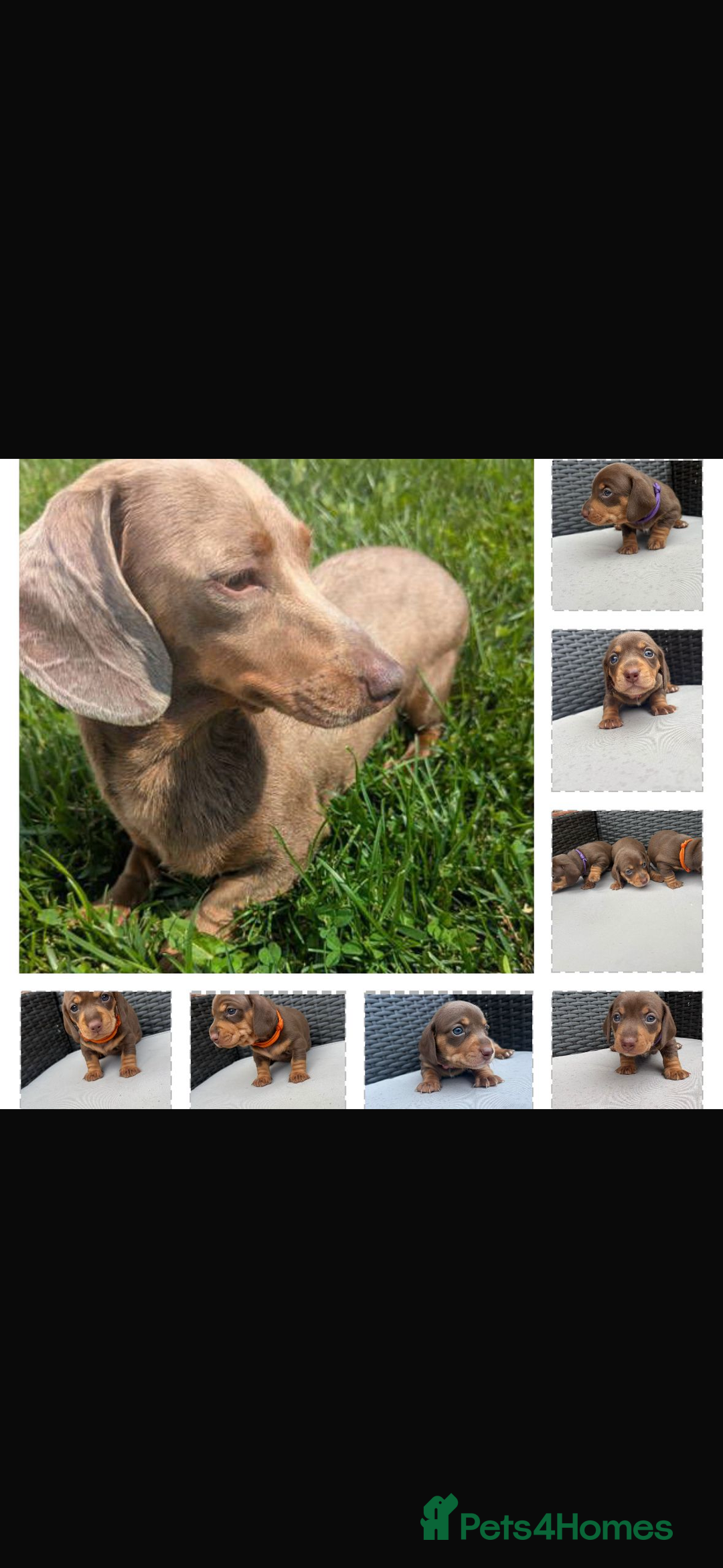 Miniature Dachshund dogs for sale: 🐾 Miniature Dachshunds – 3 Chocolate&Tan Girls🐾 - Image 9