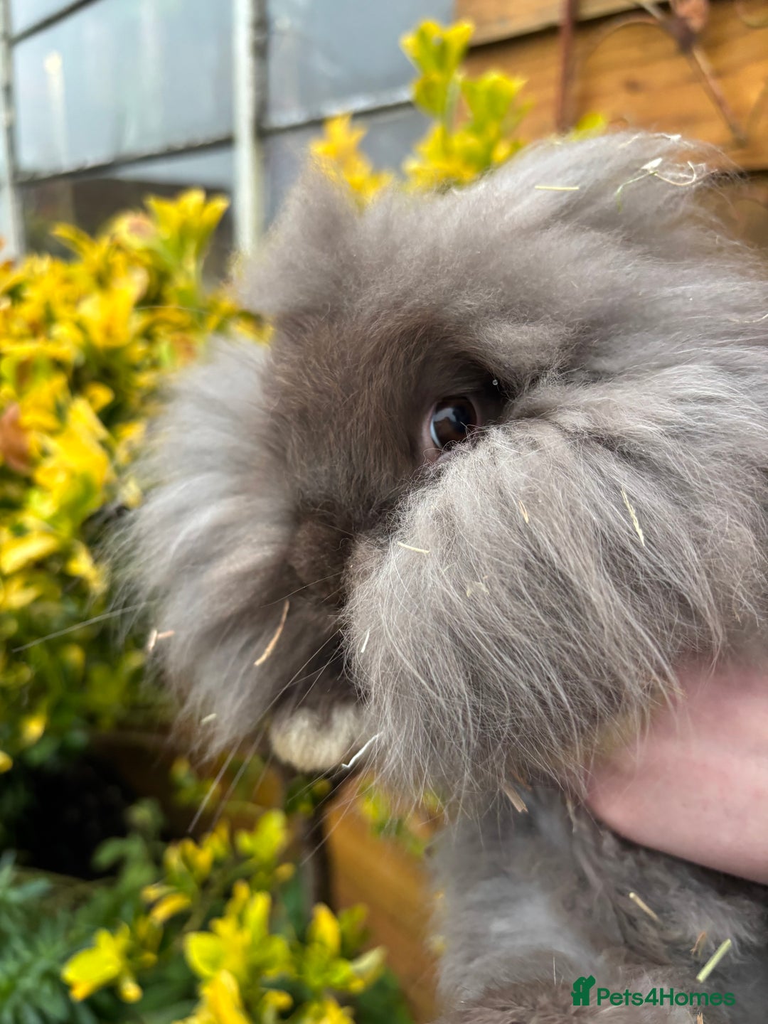 Mini Lop rabbits for sale: Adorable baby rabbits for sale - Advert 3