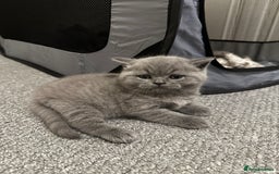 British Shorthair cats for sale: 3 British Shorthair Boys   - Image 1