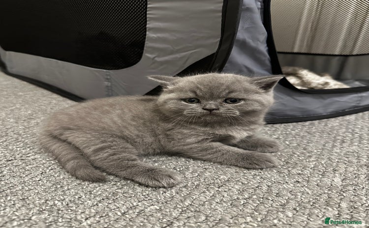 British Shorthair cats - Advert 6