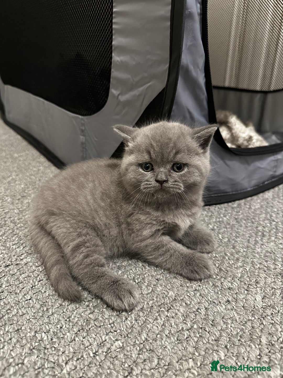 British Shorthair cats for sale: 3 British Shorthair Boys   - Image 1
