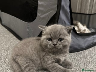 British Shorthair cats - Advert 25