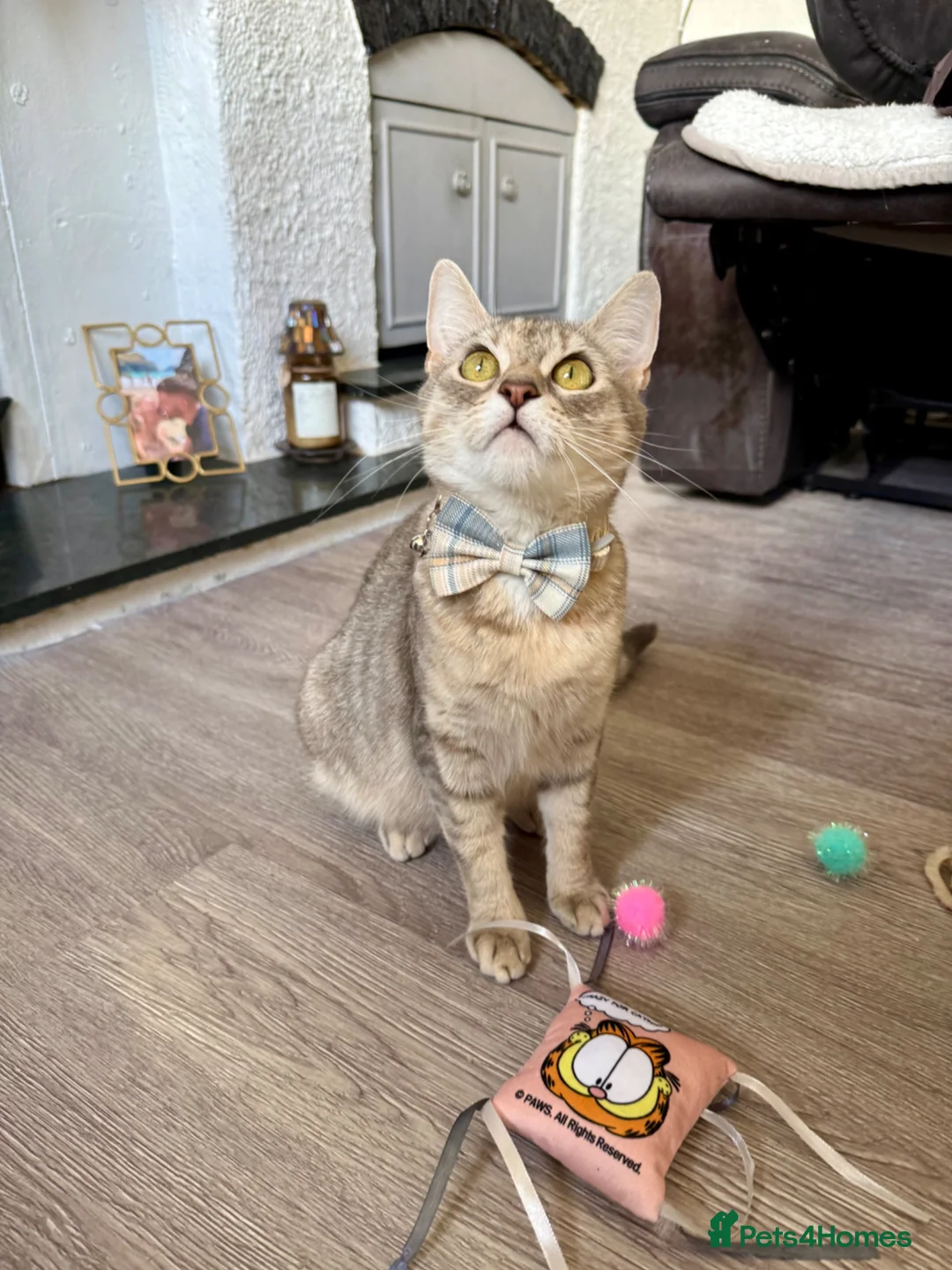 Mixed Breed cats for sale: 4 gorgeous mixed kittens 🐈‍⬛ - Advert 2