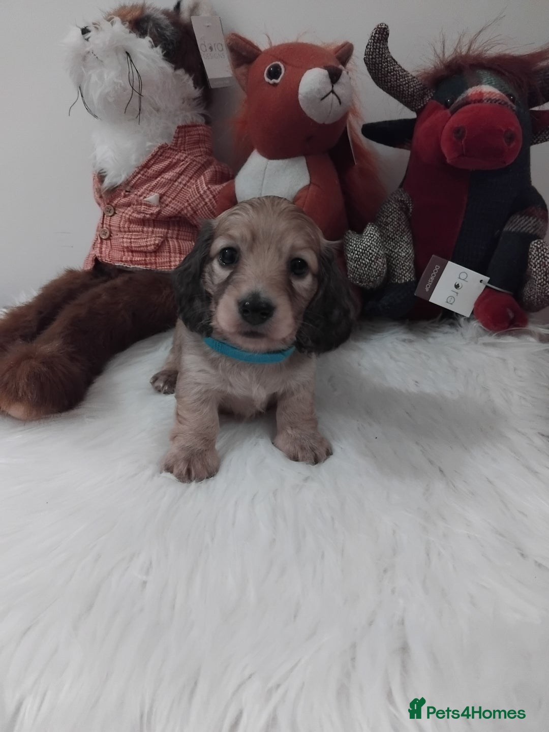 Miniature Dachshund dogs for sale: Miniture long haired dachshund puppies for sale  - Advert 3