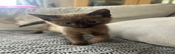 Mixed Breed cats for sale: 🐱 2 male kittens looking for new home 🐱  - Advert 5