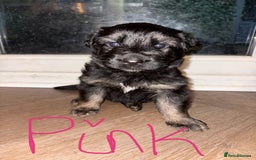 German Shepherd dogs for sale: 🐾 Beautiful German Shepherds 🐾 - Image 6