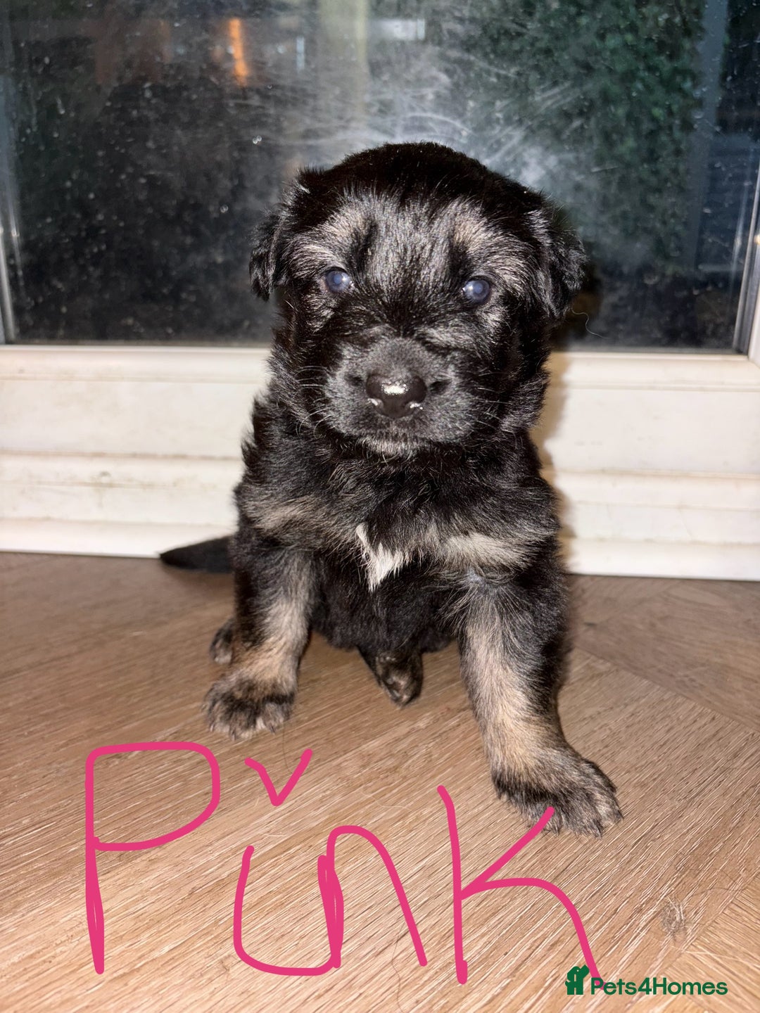 German Shepherd dogs for sale: 🐾 Beautiful German Shepherds 🐾 - Image 6